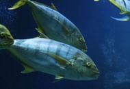 Types of Tuna (Photo by Nikola Bačanek on Unsplash)